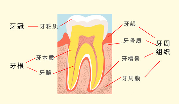 牙齿结构图